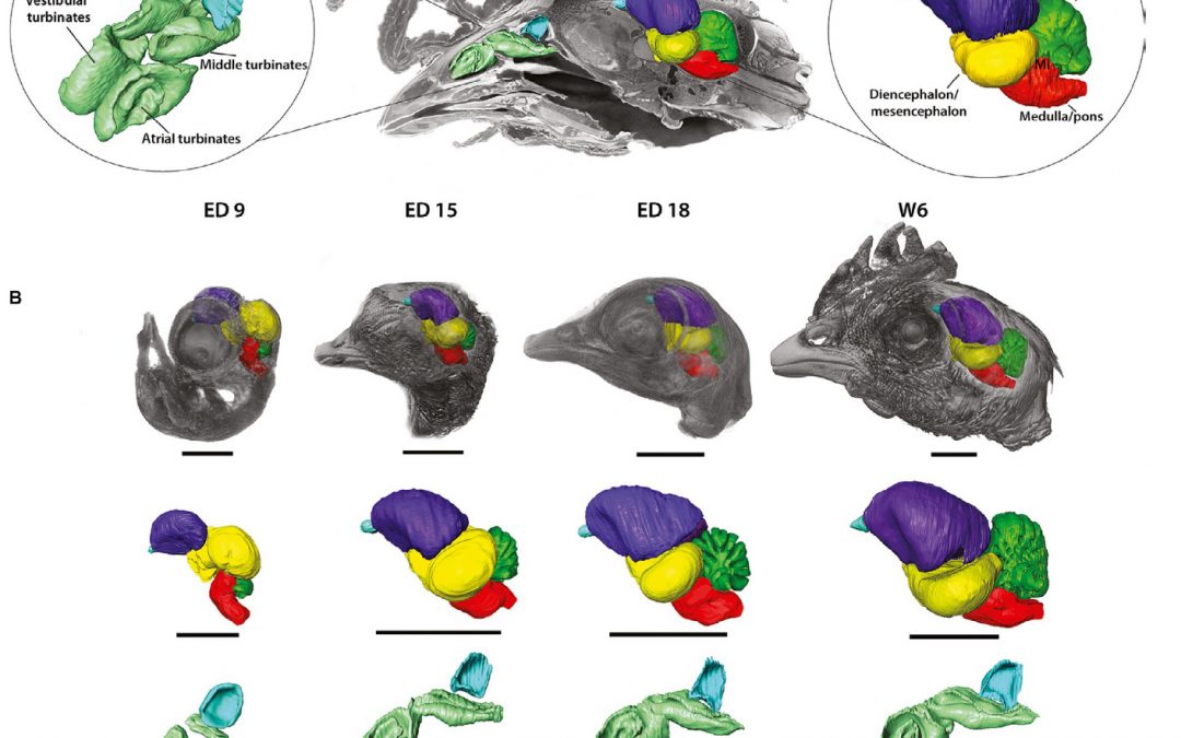 Bever Lab paper selected as a 2020 Joint Runner-Up Best Papers by Journal of Anatomy