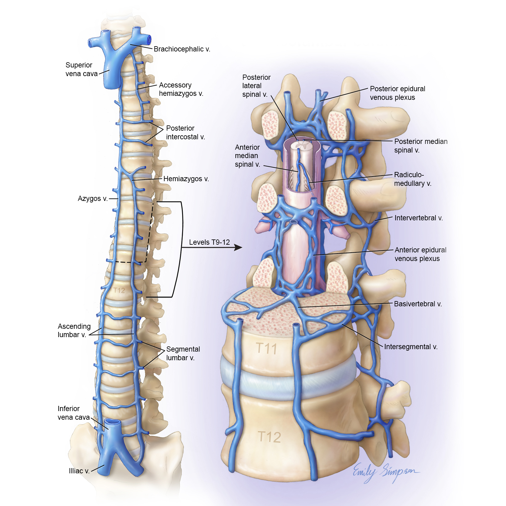 Anatomy of the Bone  Johns Hopkins Medicine