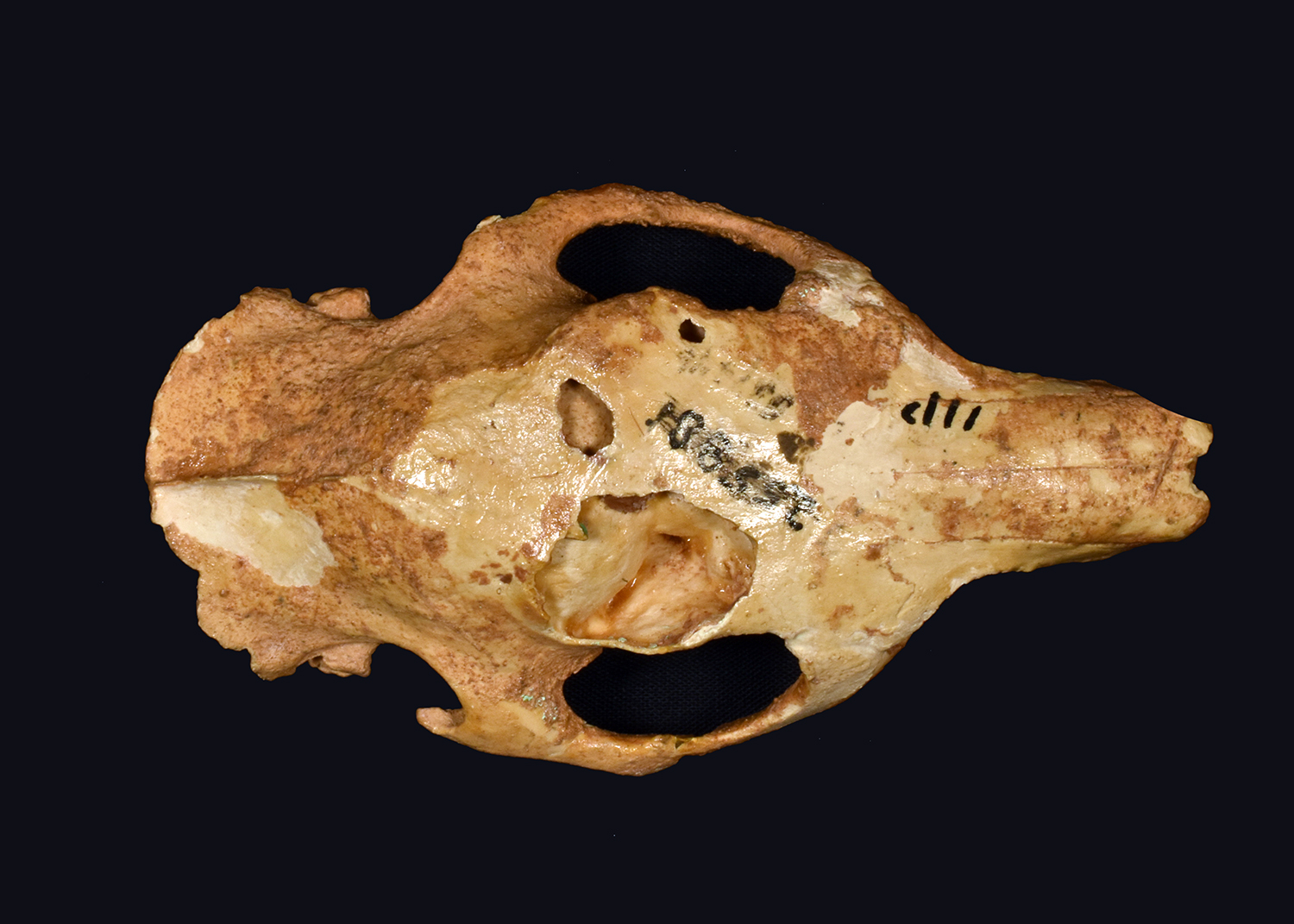 Image of a rodent skull from a superior view on a black background.